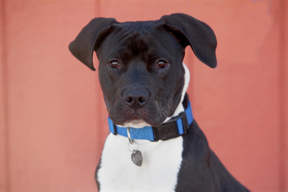 Is It Mandatory To Register Your Dog