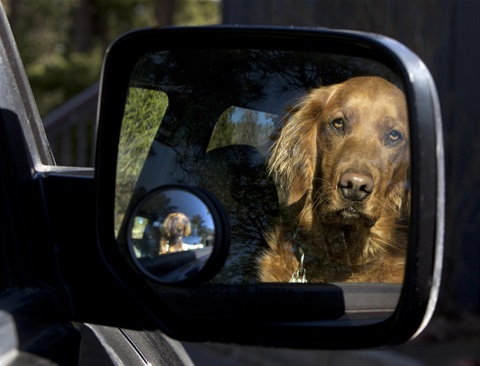 A dog that has been left in the car.