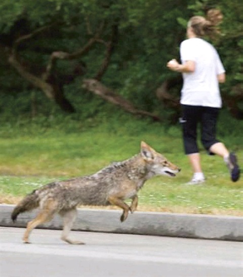 Wild coyote and a woman running.
