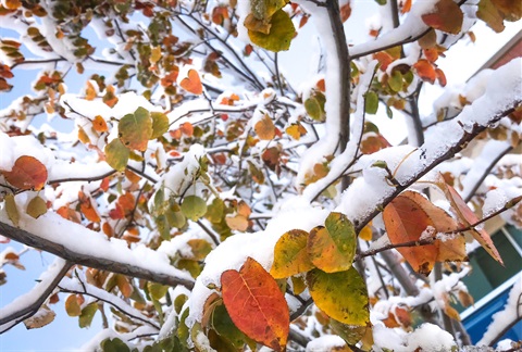 snowy leaves