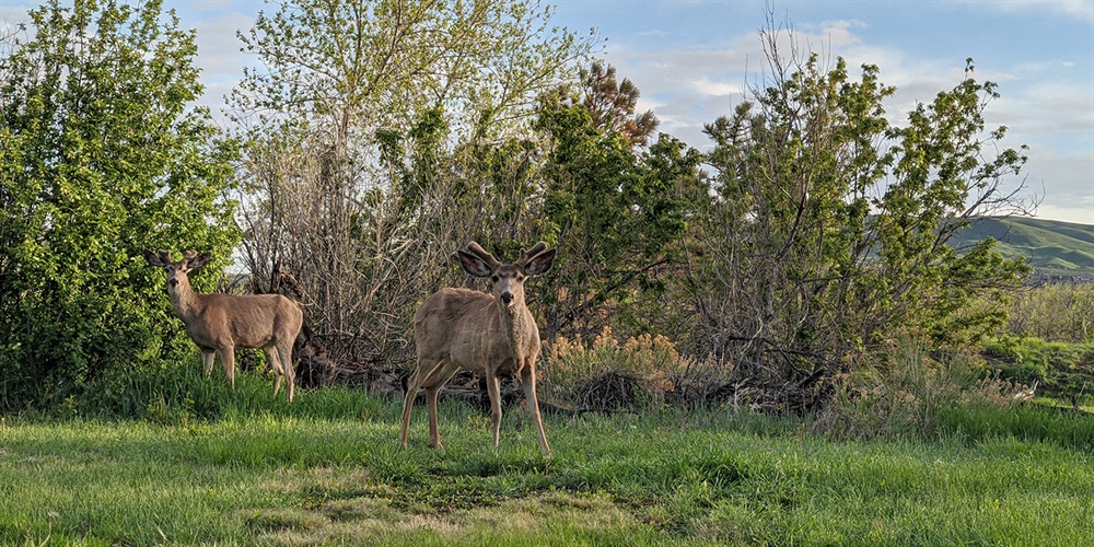 Two deer in the park.