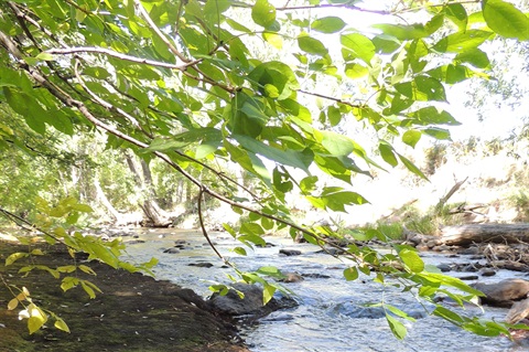 Tree branches hang over a river in Bear Creek Lake Park.