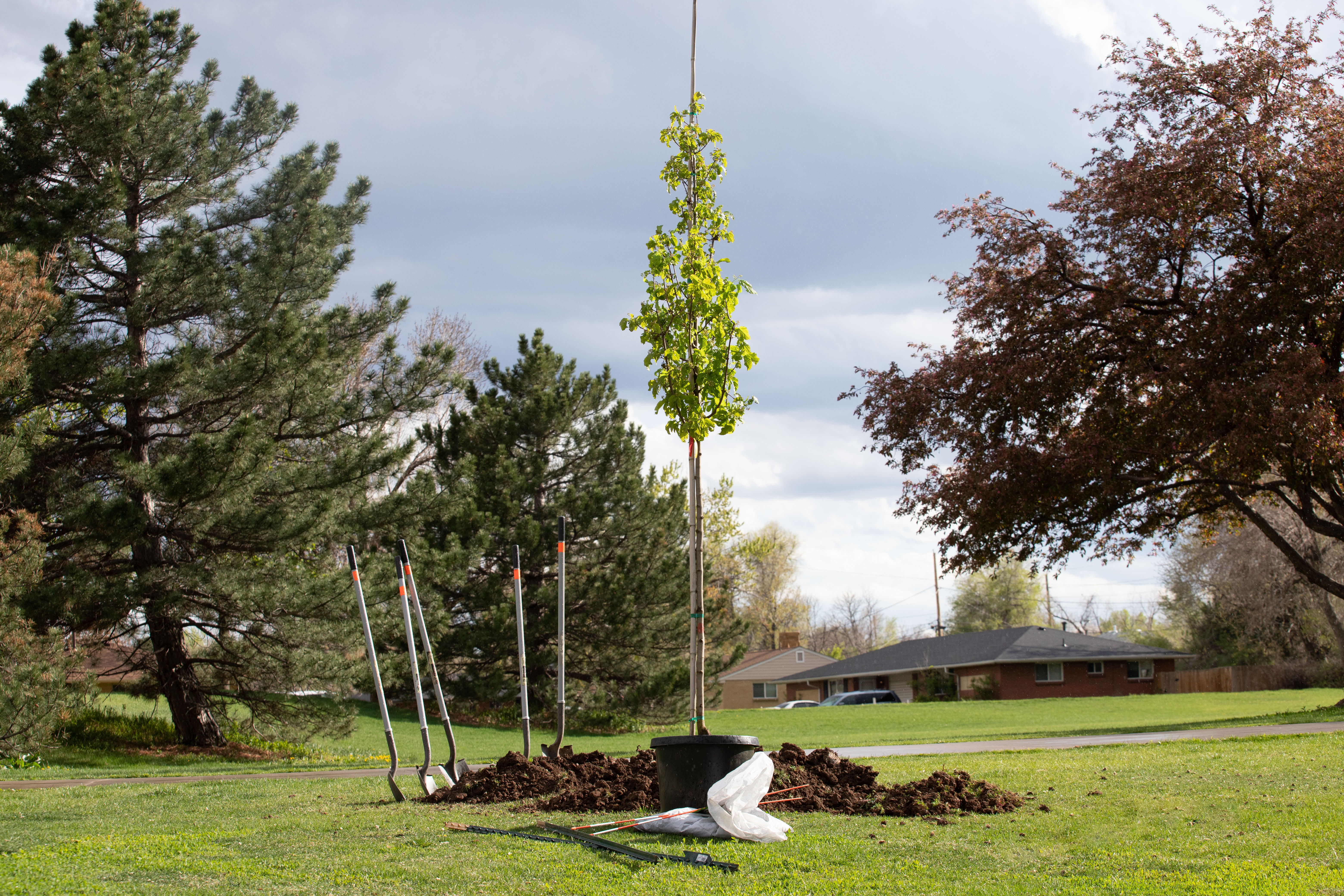 O'kane park tree planting