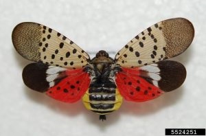 A Spotted Lanternfly adult. Photo credit: CSU Extension