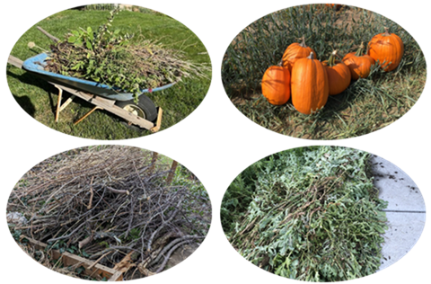 yard debris in a wheel barrow, pumpkins in a pumpkin patch, a pile of sticks and a pile of branches